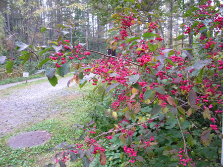 f:id:Naturalhistory:20131002153124j:image