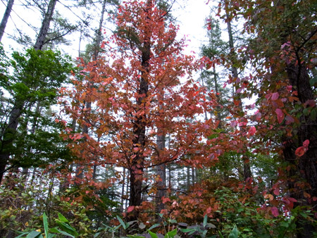 f:id:Naturalhistory:20131002154324j:image