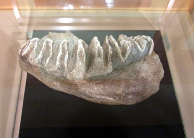 f:id:Naturalhistory:20131006095121j:image