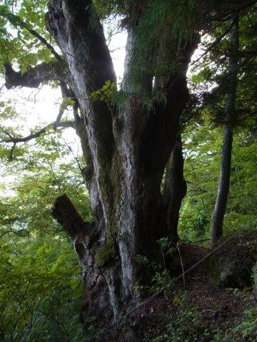 f:id:Naturalhistory:20131008182130j:image