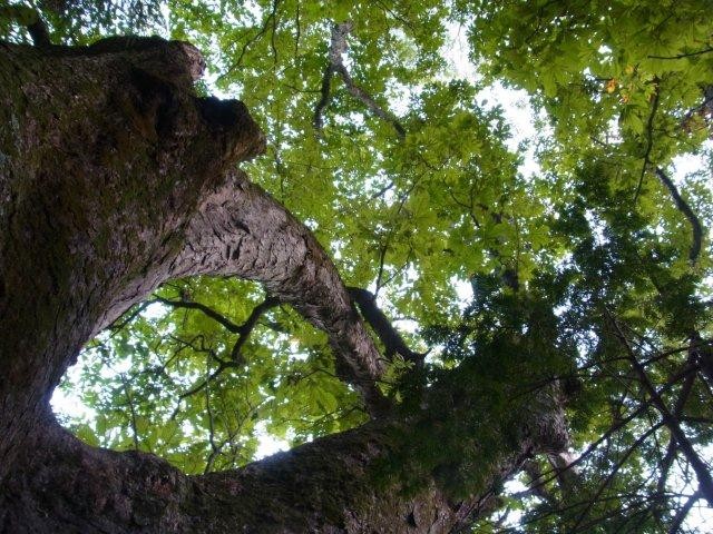 f:id:Naturalhistory:20131008182131j:image