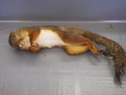 f:id:Naturalhistory:20131013095414j:image