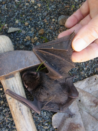 f:id:Naturalhistory:20131018114553j:image