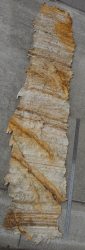f:id:Naturalhistory:20131019165731g:image f:id:Naturalhistory:20131019165731g:image