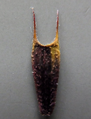 f:id:Naturalhistory:20131020133356j:image