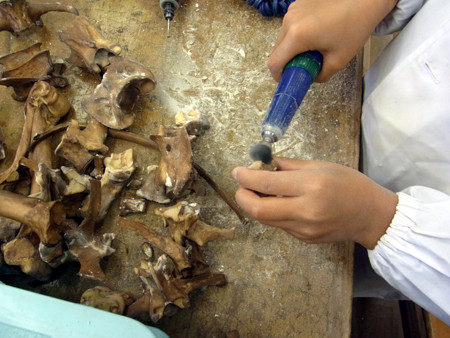 f:id:Naturalhistory:20131020142849j:image