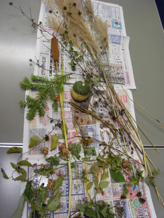 f:id:Naturalhistory:20131020165339j:image