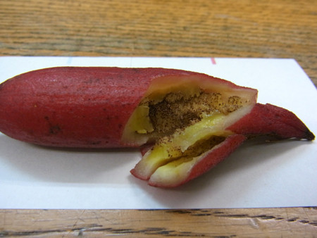 f:id:Naturalhistory:20131024171834j:image f:id:Naturalhistory:20131024171834j:image