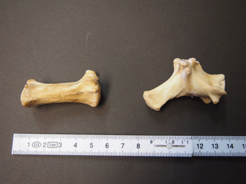 f:id:Naturalhistory:20131025165157g:image f:id:Naturalhistory:20131025165157g:image