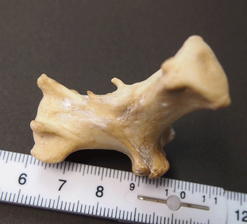 f:id:Naturalhistory:20131025165232g:image f:id:Naturalhistory:20131025165232g:image