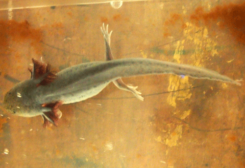 f:id:Naturalhistory:20131029171536g:image