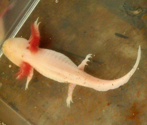 f:id:Naturalhistory:20131029171749g:image