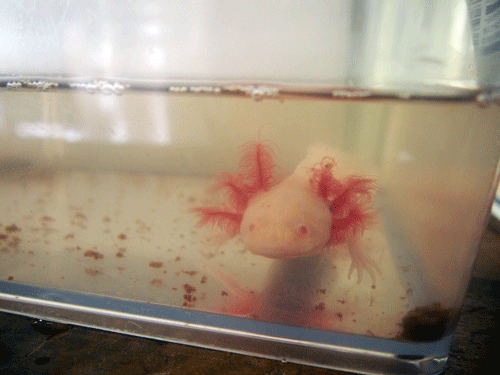 f:id:Naturalhistory:20131101191958g:image
