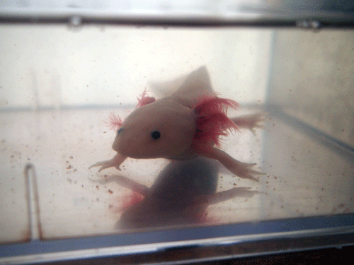 f:id:Naturalhistory:20131101192013g:image