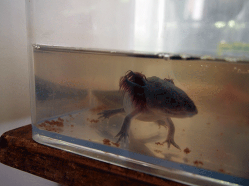 f:id:Naturalhistory:20131101192027g:image