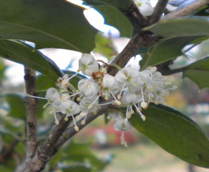 f:id:Naturalhistory:20131102164440j:image