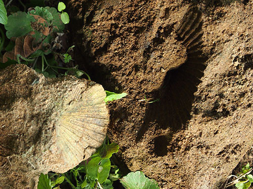 f:id:Naturalhistory:20131109102802j:image
