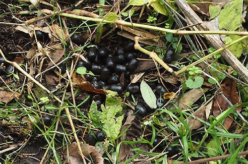f:id:Naturalhistory:20131109154425j:image f:id:Naturalhistory:20131109154425j:image