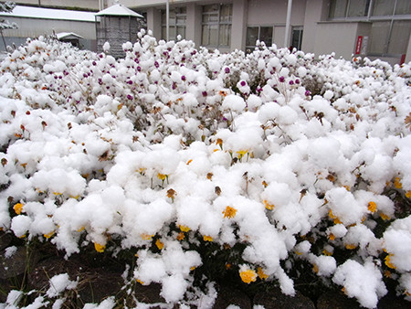 f:id:Naturalhistory:20131113082834j:image f:id:Naturalhistory:20131113082834j:image