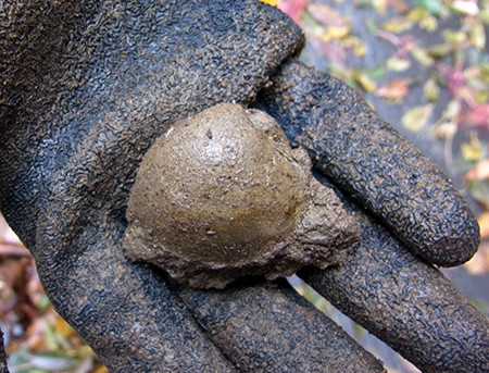 f:id:Naturalhistory:20131115115508j:image