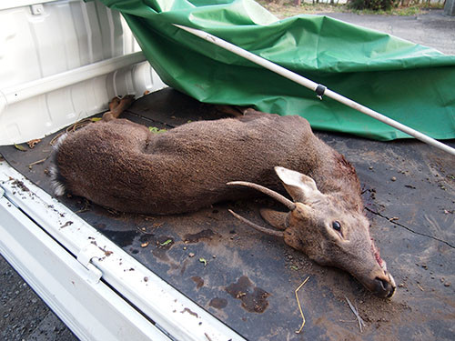 f:id:Naturalhistory:20131117161218j:image