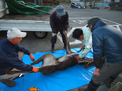 f:id:Naturalhistory:20131117162641j:image