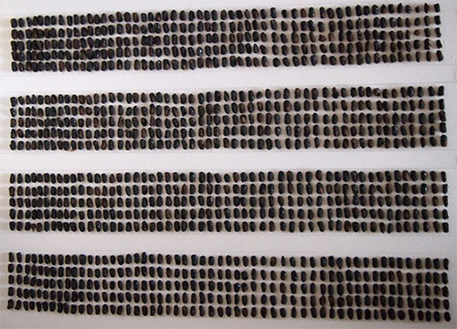 f:id:Naturalhistory:20131117172401j:image