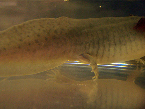f:id:Naturalhistory:20131120170046j:image