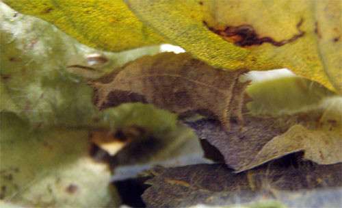 f:id:Naturalhistory:20131121162600j:image
