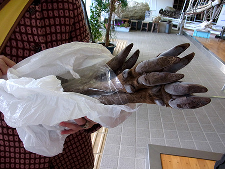 f:id:Naturalhistory:20131122145554j:image