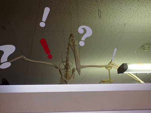 f:id:Naturalhistory:20131128114136j:image f:id:Naturalhistory:20131128114136j:image