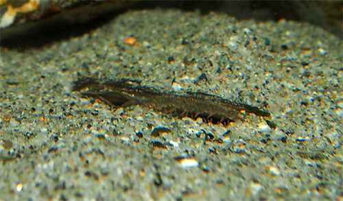 f:id:Naturalhistory:20131203163829j:image
