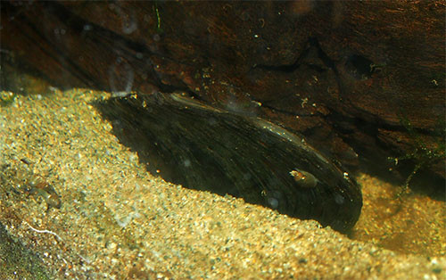f:id:Naturalhistory:20131203163916j:image
