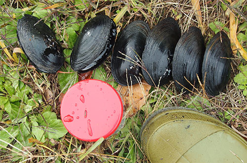 f:id:Naturalhistory:20131203163948j:image