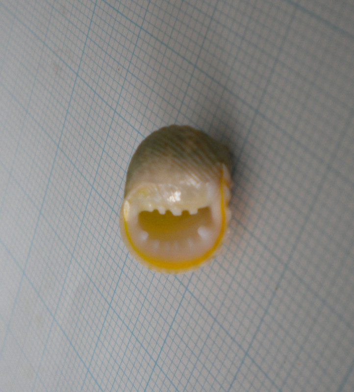 f:id:Naturalhistory:20131215132048j:image:w360