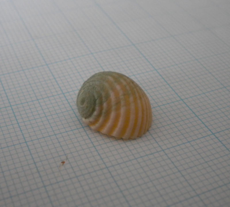 f:id:Naturalhistory:20131215132301j:image:w360