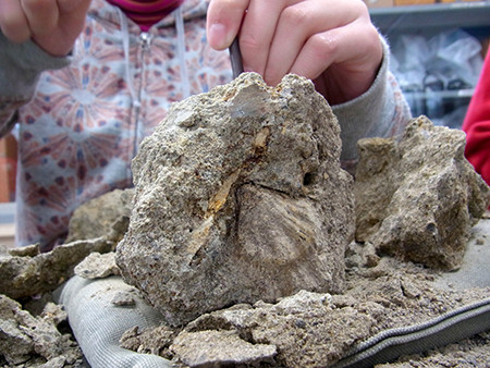 f:id:Naturalhistory:20131218110944j:image