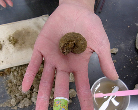 f:id:Naturalhistory:20131218111535j:image