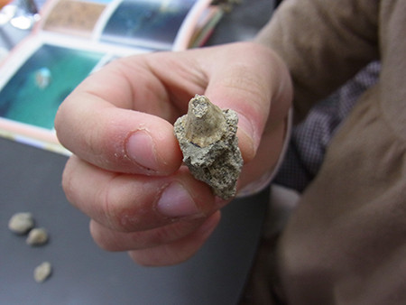 f:id:Naturalhistory:20131218121529j:image
