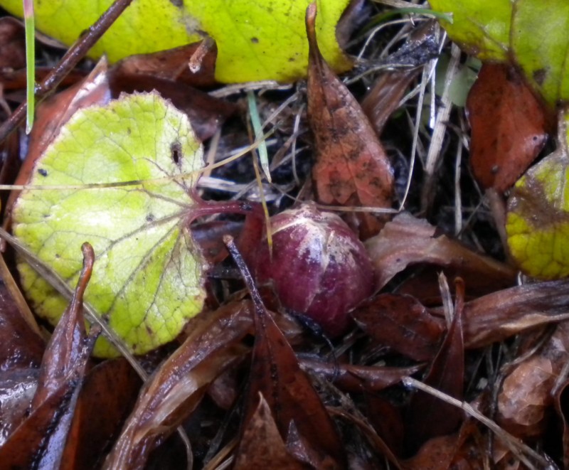 f:id:Naturalhistory:20131220160113j:image:w360