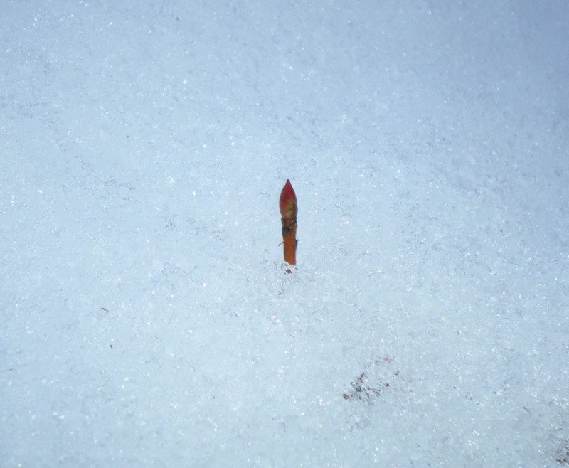 f:id:Naturalhistory:20131220161739j:image:w360