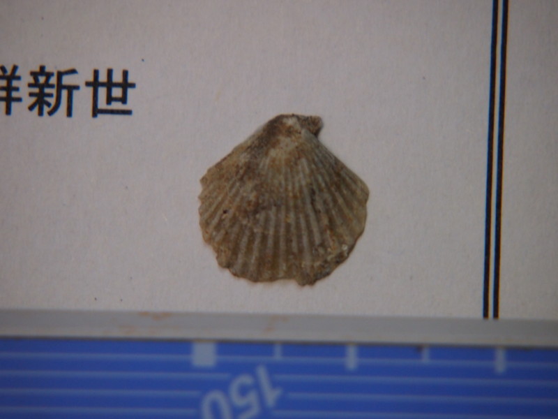 f:id:Naturalhistory:20131226160927j:image f:id:Naturalhistory:20131226160927j:image