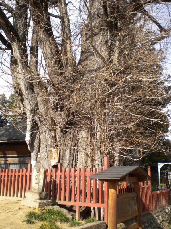 f:id:Naturalhistory:20140107125031j:image:w360