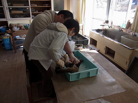 f:id:Naturalhistory:20140107133028j:image
