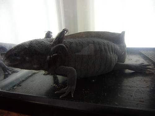 f:id:Naturalhistory:20140128151111j:image