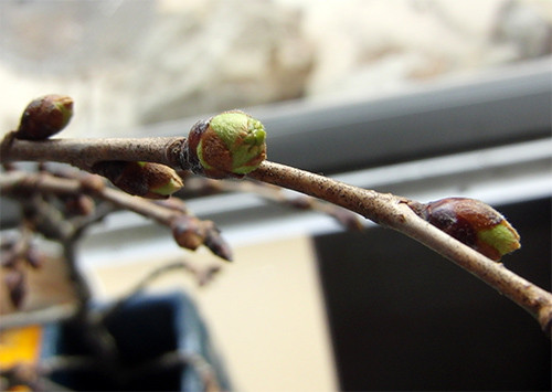 f:id:Naturalhistory:20140128160355j:image