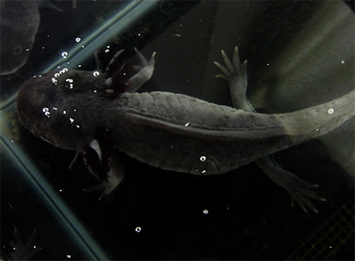 f:id:Naturalhistory:20140128160612j:image