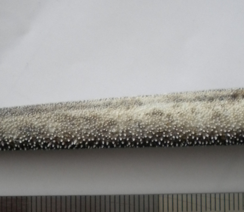 f:id:Naturalhistory:20140224153116j:image