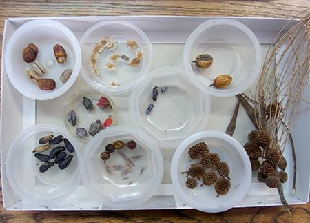 f:id:Naturalhistory:20140225170839j:image