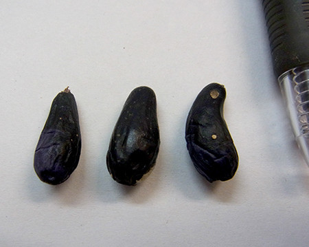 f:id:Naturalhistory:20140225171134j:image
